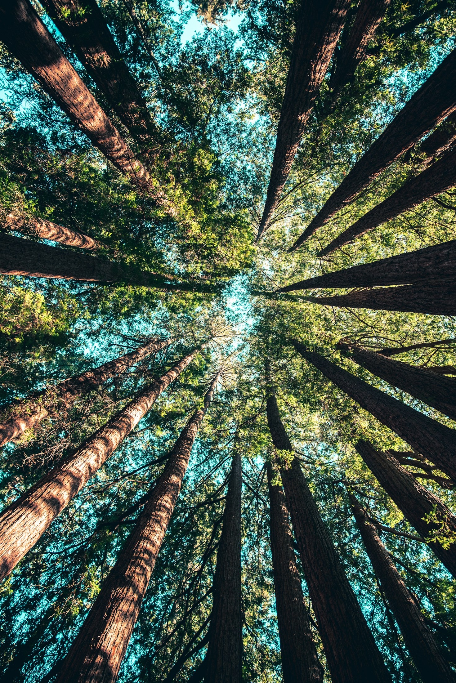 Top 5 Green Initiatives Changing the World